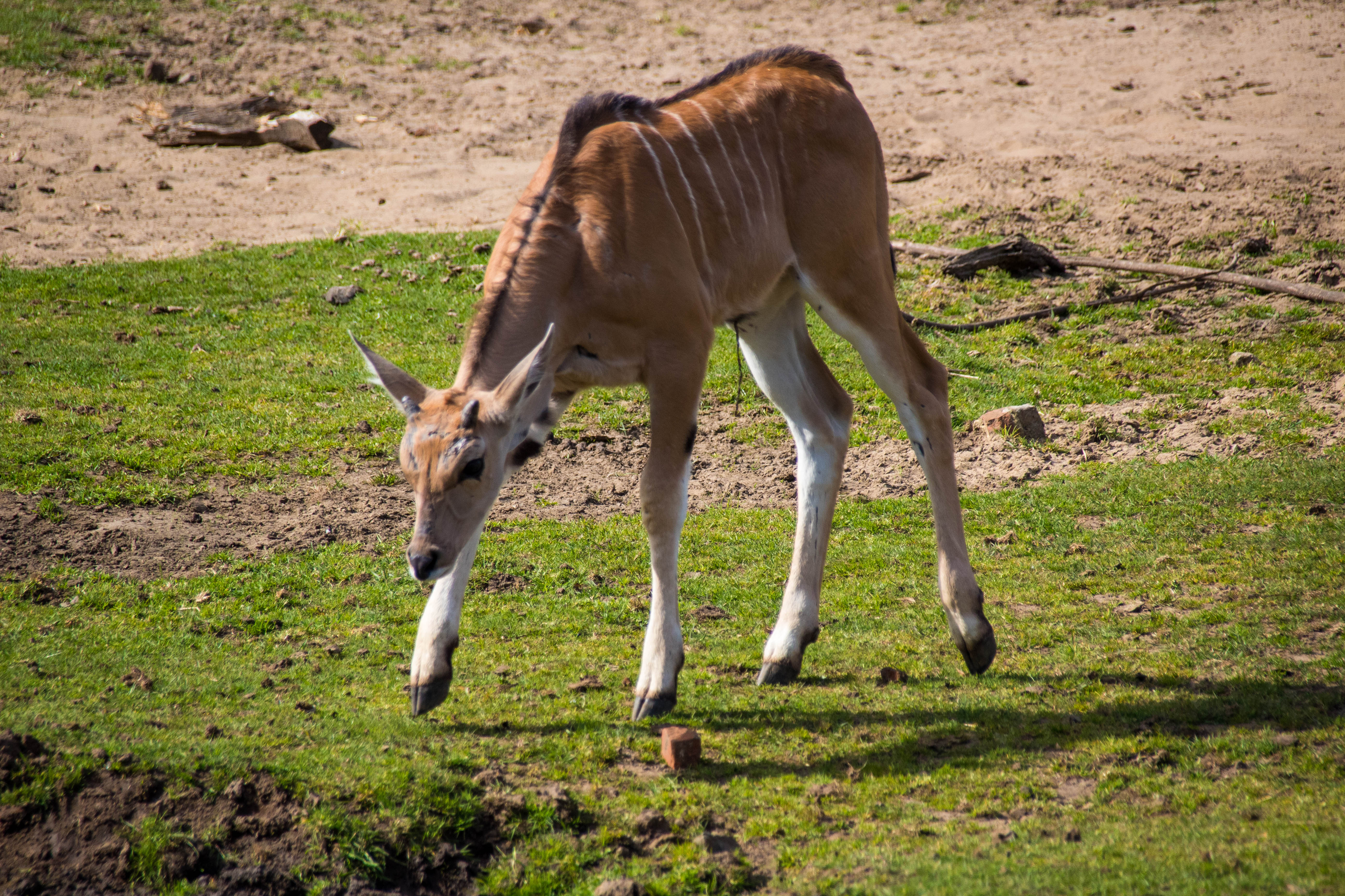 Cerf rayé-_MG_0214.jpg